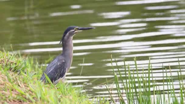 Little Heron Standing Lake Looking Food — Stock Video