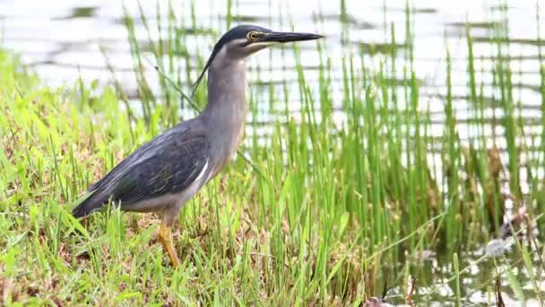 Little Heron Standing Lake Looking Food — Stock Video