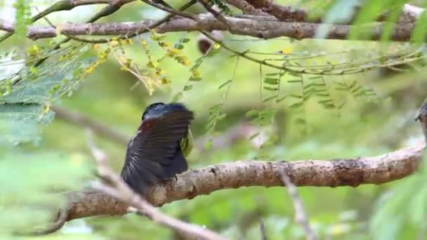 Olive Backed Sunbird Auch Bekannt Als Der Gelbbauchsonnenvogel Auf Baum — Stockvideo