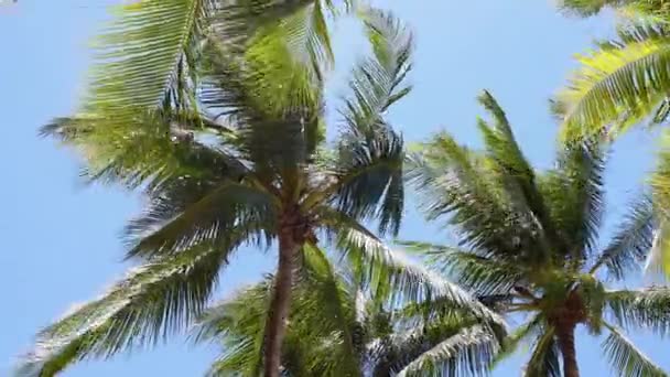 Palm Och Blå Himmel Med Stark Vind Blåser — Stockvideo