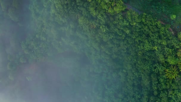 Tropikal Yağmur Ormanları Bulutların Güneş Doğarken Çekilmiş Güzel Yeşil Doğa — Stok video
