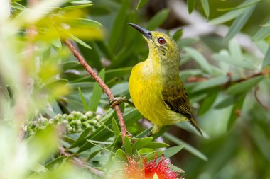 Zeytin sırtı güneş kuşunun doğa görüntüsü. Kırmızı çiçekle yakın plan çekimde çarpıcı detaylarla çiçekten tatlı su içiyorlar.
