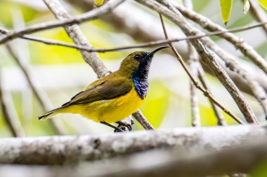 Zeytin sırtı güneş kuşunun doğa görüntüsü. Kırmızı çiçekle yakın plan çekimde çarpıcı detaylarla çiçekten tatlı su içiyorlar.