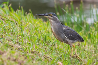 Doğa, gölün kenarında yiyecek arayan balıkçıl balığının görüntüsü..