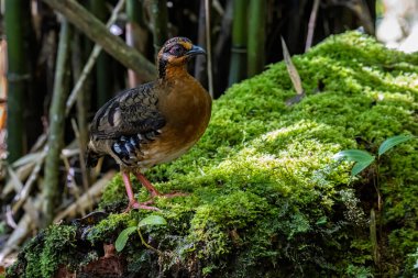 Bornean dağ kekliği olarak da bilinen kırmızı göğüslü kekliğin doğa görüntüsü Borneo 'daki tepe ve Montan ormanlarına özgü.