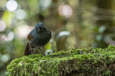 Sunda Gülen Ardıç kuşu (