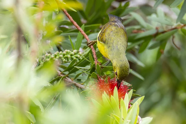 Природне Зображення Дикої Природи Оливкової Пташки Червоною Квіткою Впритул Вражаючими — стокове фото