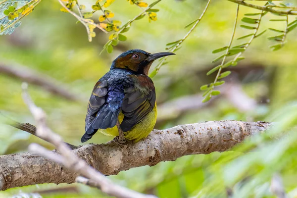 Zeytin sırtı güneş kuşunun doğa görüntüsü. Kırmızı çiçekle yakın plan çekimde çarpıcı detaylarla çiçekten tatlı su içiyorlar.