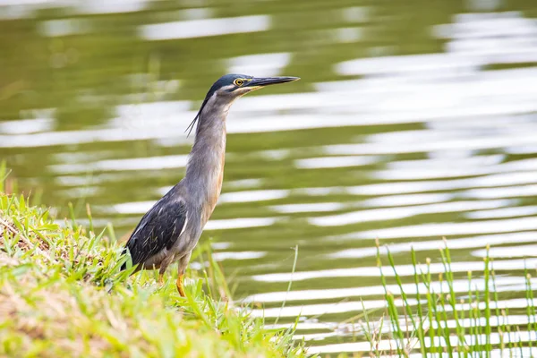 Natureza Imagem Vida Selvagem Pequena Garça Lado Lago Procura Comida — Fotografia de Stock