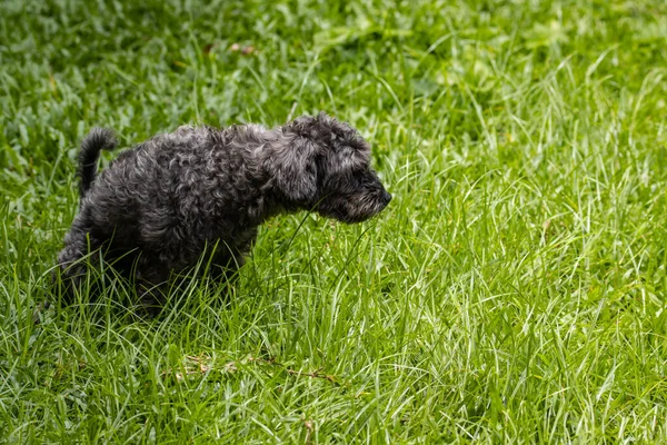 Siyah kaniş köpeği yeşil camlara kaka yapıyor.