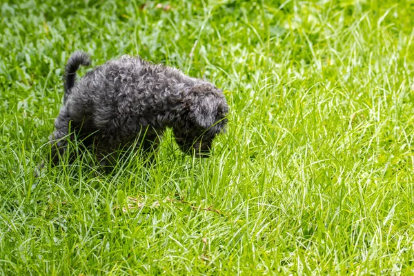 Svart Pudel Hund Bajsar Grönt Glas — Stockfoto