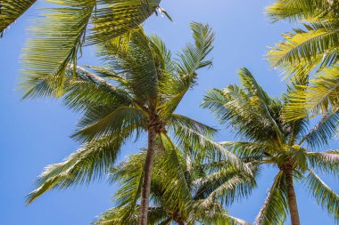 Açık mavi gökyüzünde palmiye ağaçları