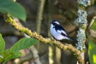 Little Pied Flycatcher 'ın doğa kuş türleri Borneo, Sabah, Malezya' da vahşi yaşam geçmişine sahip bir ağaç dalına tünemişler.