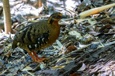 Bornean dağ kekliği olarak da bilinen kırmızı göğüslü kekliğin doğa görüntüsü Borneo 'daki tepe ve Montan ormanlarına özgü.