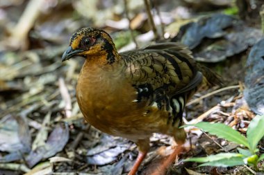 Bornean dağ kekliği olarak da bilinen kırmızı göğüslü kekliğin doğa görüntüsü Borneo 'daki tepe ve Montan ormanlarına özgü.