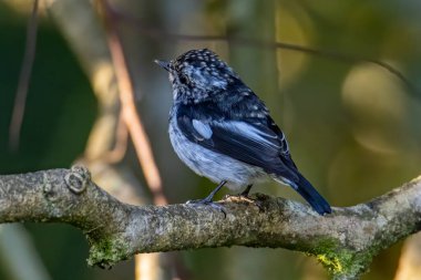 Little Pied Flycatcher 'ın doğa kuş türleri Borneo, Sabah, Malezya' da vahşi yaşam geçmişine sahip bir ağaç dalına tünemişler.