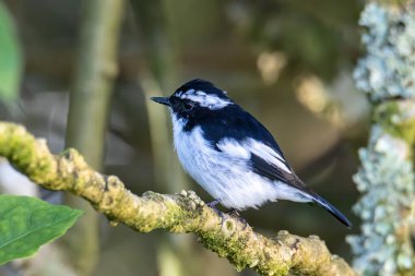 Little Pied Flycatcher 'ın doğa kuş türleri Borneo, Sabah, Malezya' da vahşi yaşam geçmişine sahip bir ağaç dalına tünemişler.