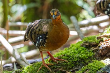 Bornean dağ kekliği olarak da bilinen kırmızı göğüslü kekliğin doğa görüntüsü Borneo 'daki tepe ve Montan ormanlarına özgü.