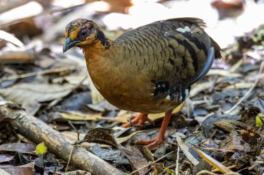 Bornean dağ kekliği olarak da bilinen kırmızı göğüslü kekliğin doğa görüntüsü Borneo 'daki tepe ve Montan ormanlarına özgü.