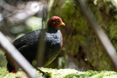 Kızıl başlı kekliğin doğa görüntüsü Borneo adasına özgüdür.