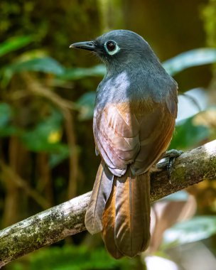 Sunda Gülen Ardıç kuşu (