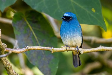 Rufous Havalandırma Kapanı olarak bilinen güzel mavi kuş Sabah, Borneo 'da bir ağaç dalına tünemiş.