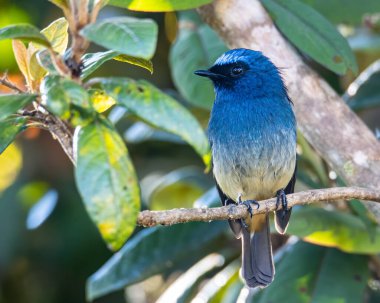 Rufous Havalandırma Kapanı olarak bilinen güzel mavi kuş Sabah, Borneo 'da bir ağaç dalına tünemiş.