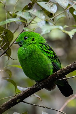 Bir dalın üzerine tünemiş güzel yeşil kuş şeklindeki vahşi yaşam görüntüsü. Whitehead 'in Borneo' ya özgü Broadbill kuşu