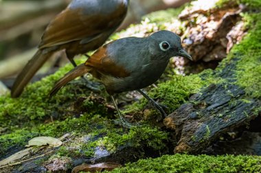 Sunda Gülen Ardıç kuşu (