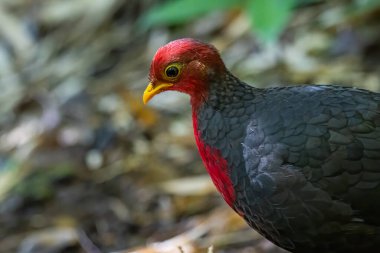 Kızıl başlı kekliğin doğa görüntüsü Borneo adasına özgüdür.