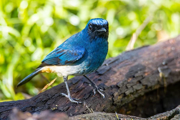 婆罗洲沙巴市 一只美丽的蓝色小鸟栖息在树枝上 栖息在大自然的习性中 — 图库照片