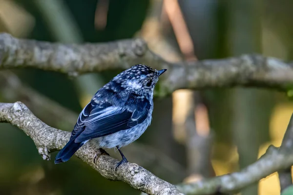 Natur Vilda Fågelarter Little Pied Flycatcher Uppflugen Ett Träd Gren — Stockfoto