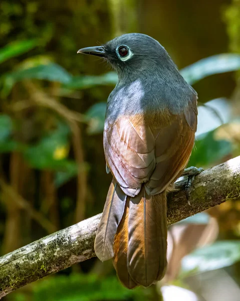 Изображение Дикой Природы Sunda Laughingthrush Garrulax Palliatus Вид Птиц Влажных — стоковое фото