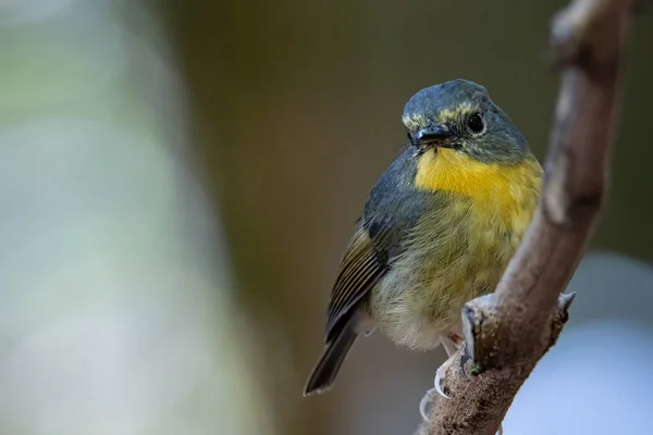 Natura Dzikie Ptactwo Gatunki Snowy Brwi Muszki Okonia Gałęzi Która — Zdjęcie stockowe