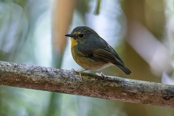 Види Диких Птахів Роду Snowy Browed Flycatcher Гілці Яка Знаходиться — стокове фото