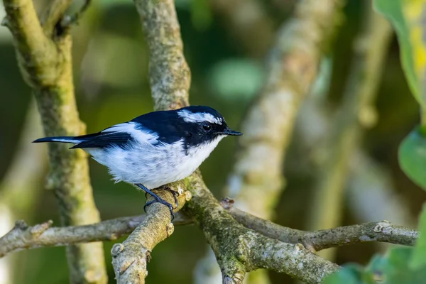 Nature Wildlife Madár Faj Little Pied Flycatcher Egy Faágon Található — Stock Fotó