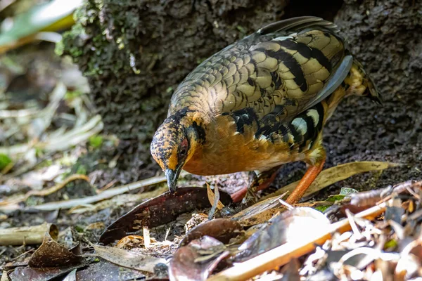 Bornean dağ kekliği olarak da bilinen kırmızı göğüslü kekliğin doğa görüntüsü Borneo 'daki tepe ve Montan ormanlarına özgü.