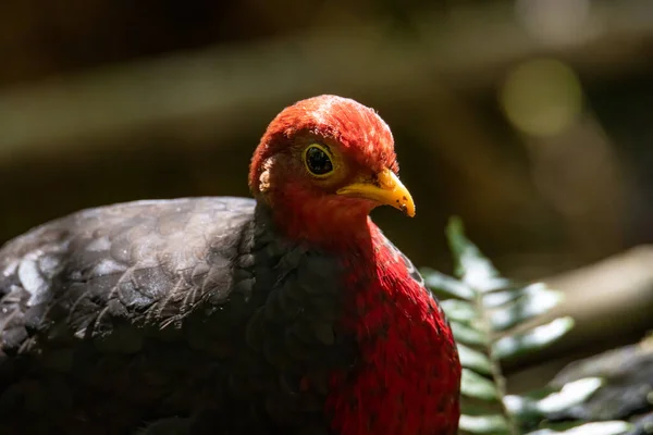 Natura Fauna Selvatica Immagine Uccello Della Pernice Testa Cremisi Endemico — Foto Stock