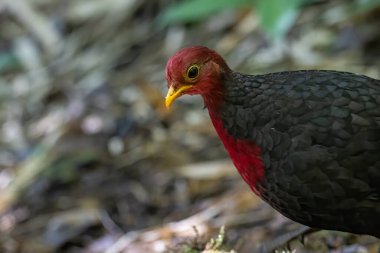 Kızıl başlı kekliğin doğa görüntüsü Borneo adasına özgüdür.