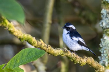 Little Pied Flycatcher 'ın doğa kuş türleri Borneo, Sabah, Malezya' da vahşi yaşam geçmişine sahip bir ağaç dalına tünemişler.