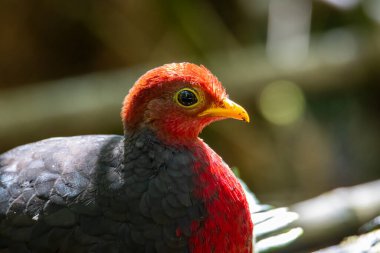 Kızıl başlı kekliğin doğa görüntüsü Borneo adasına özgüdür.