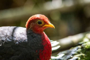 Kızıl başlı kekliğin doğa görüntüsü Borneo adasına özgüdür.