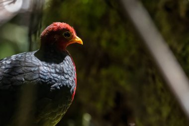Kızıl başlı kekliğin doğa görüntüsü Borneo adasına özgüdür.