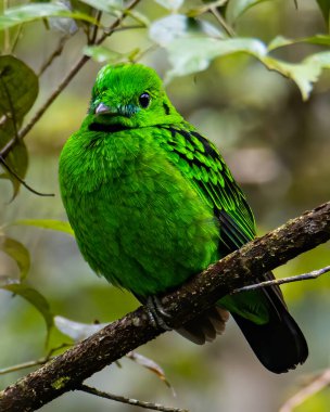 Bir dalın üzerine tünemiş güzel yeşil kuş şeklindeki vahşi yaşam görüntüsü. Whitehead 'in Borneo' ya özgü Broadbill kuşu