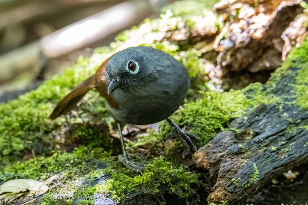山大笑眉 Garrulax Palliatus 是热带湿润山地森林中的一种鸟类 — 图库照片