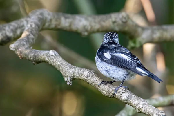 Nature Wildlife Bird Species Little Pied Flycatcher Perched Tree Branch — Stock Photo, Image