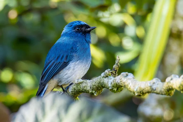 Bellissimo Uccello Colore Blu Conosciuto Come Rufous Vented Flycatcher Appollaiato — Foto Stock