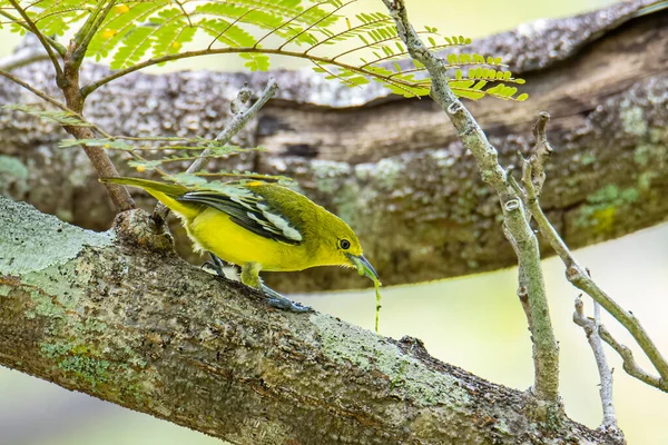 Naturwildvogel Der Gemeinen Lora Aegithina Tiphia Auf Baum — Stockfoto