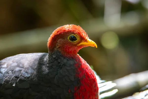 Natura Fauna Selvatica Immagine Uccello Della Pernice Testa Cremisi Endemico — Foto Stock