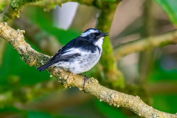 Виды Дикой Природы Little Pied Flycatcher Ветке Дерева Найденной Борнео — стоковое фото